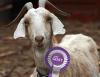 Mittengoat.jpg